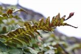 Polypodium vulgare. Лист со спорангиями. Окрестности Мурманска, начало июня.