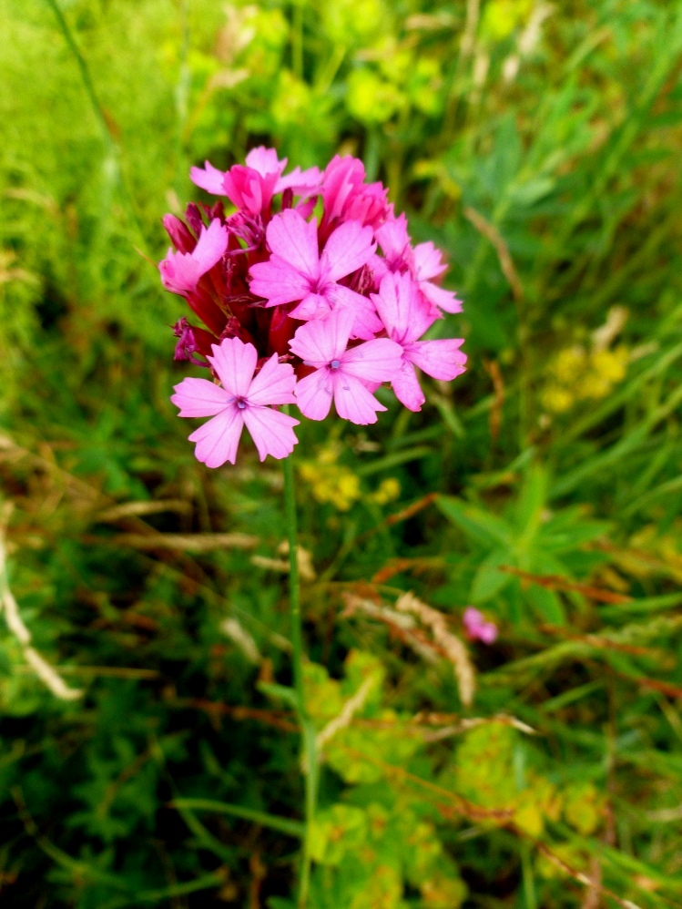 Изображение особи Dianthus calocephalus.