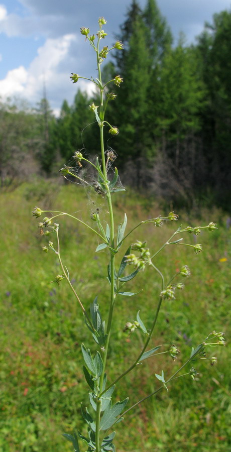 Изображение особи Thalictrum altaicum.