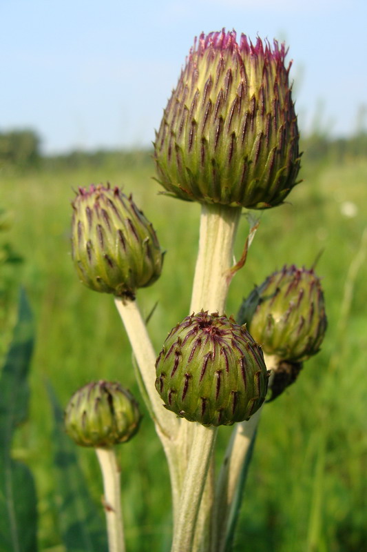 Image of Cirsium heterophyllum specimen.