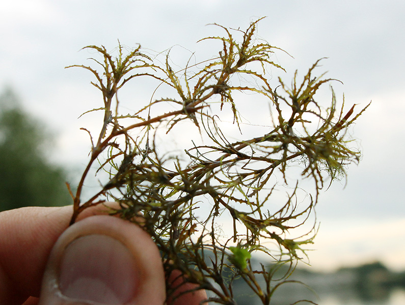 Image of Caulinia minor specimen.