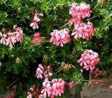 Pelargonium peltatum