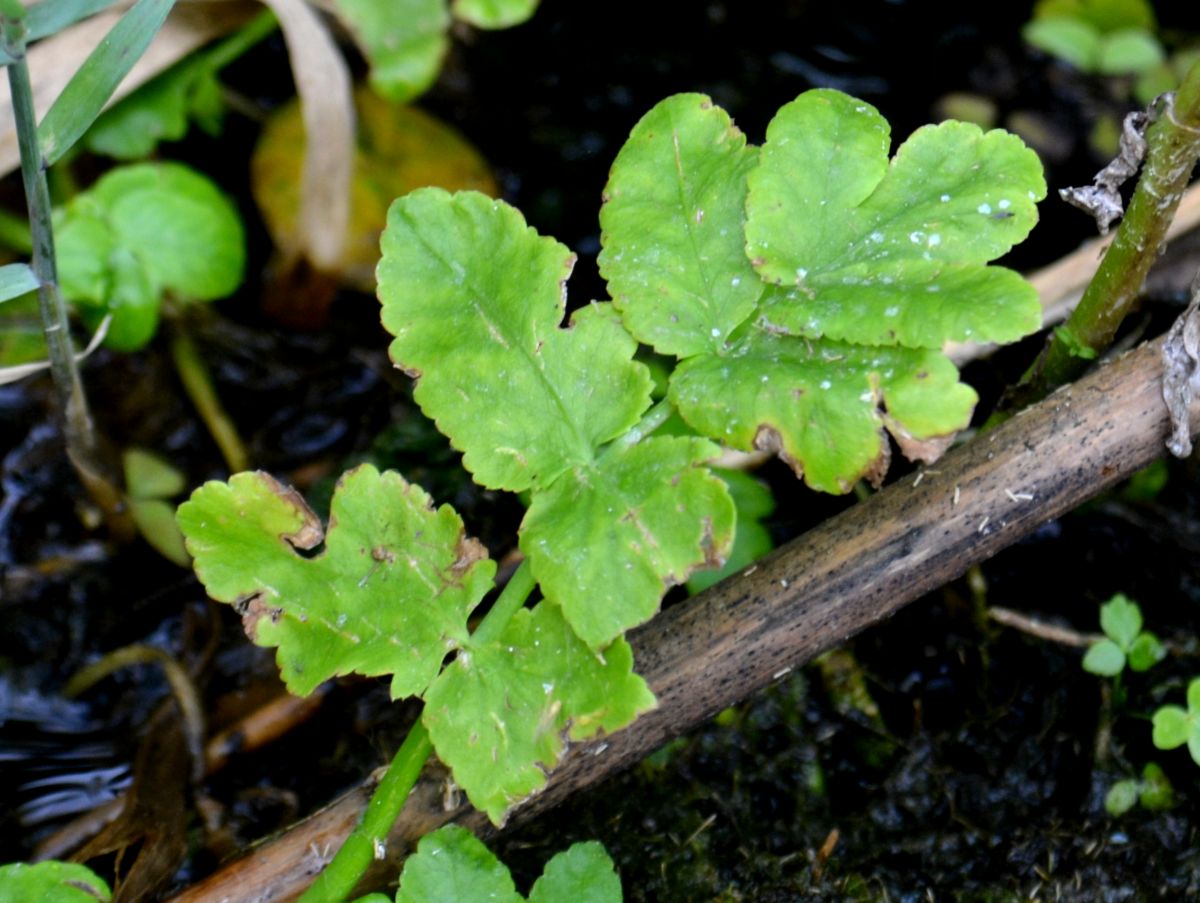 Изображение особи Sium latifolium.