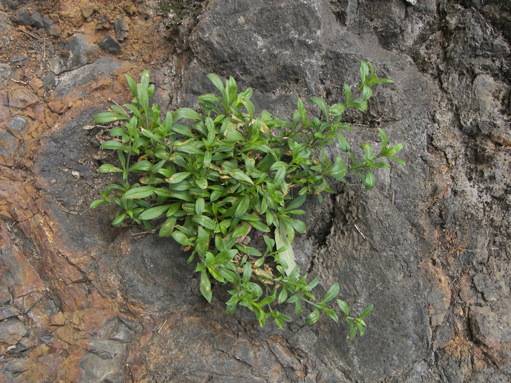 Изображение особи Silene schafta.