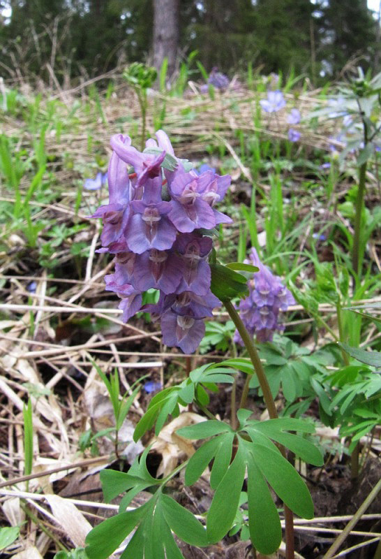 Изображение особи Corydalis solida.