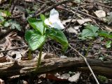 Trillium grandiflorum. Цветущее растение. США, Иллинойс, Чикагский ботанический сад. 4 мая 2008 г.