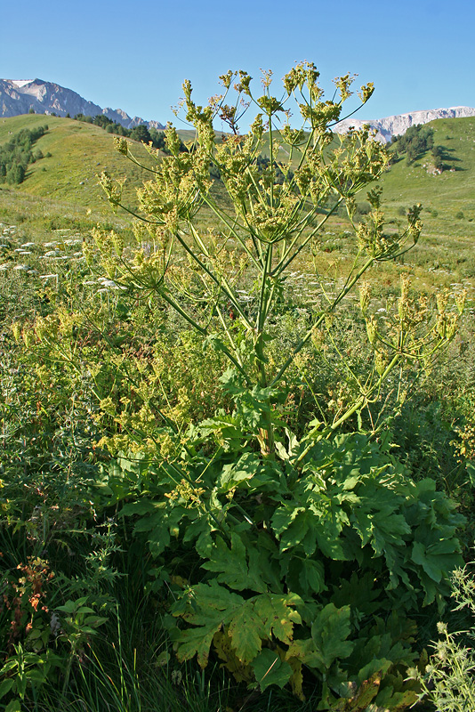 Изображение особи род Heracleum.