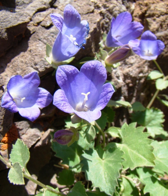 Изображение особи Campanula bayerniana.