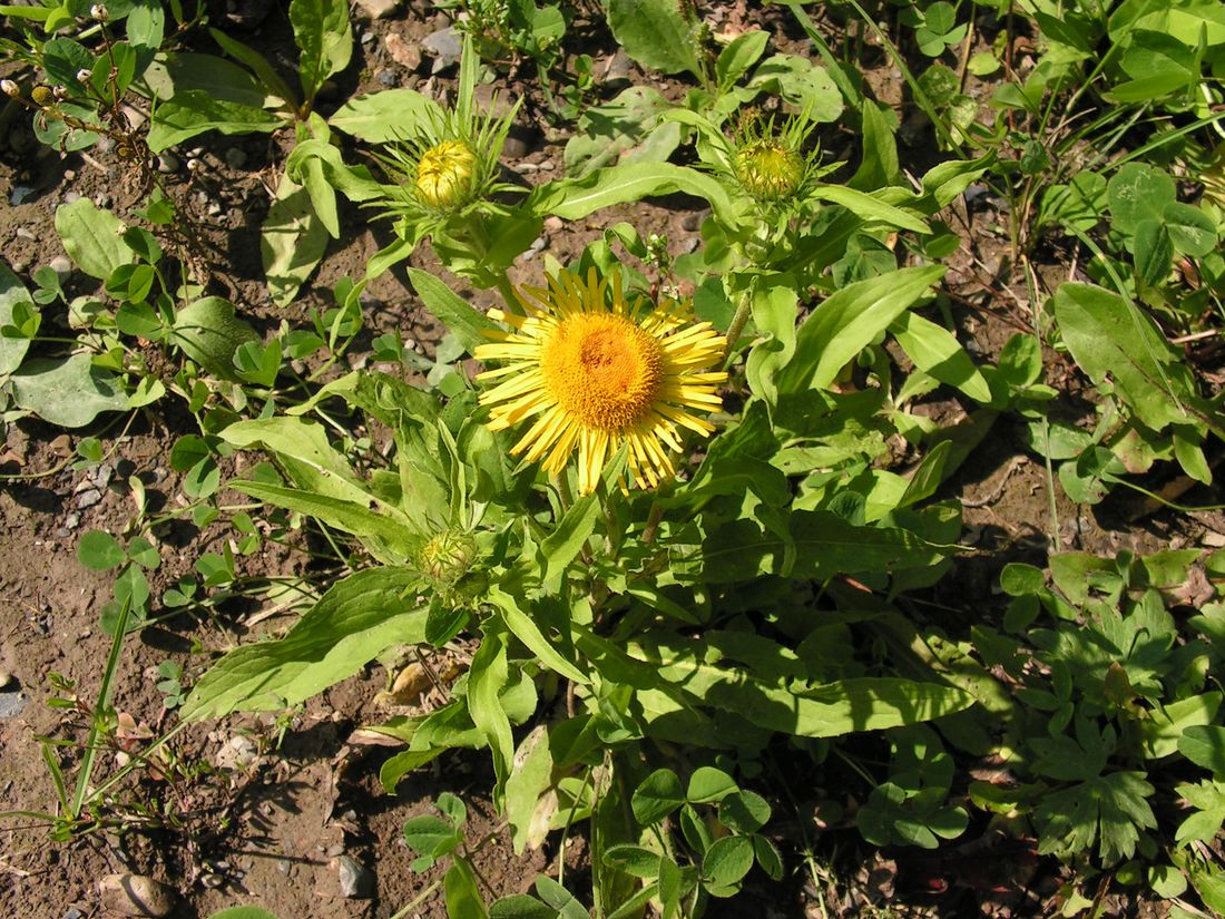 Изображение особи Inula britannica.