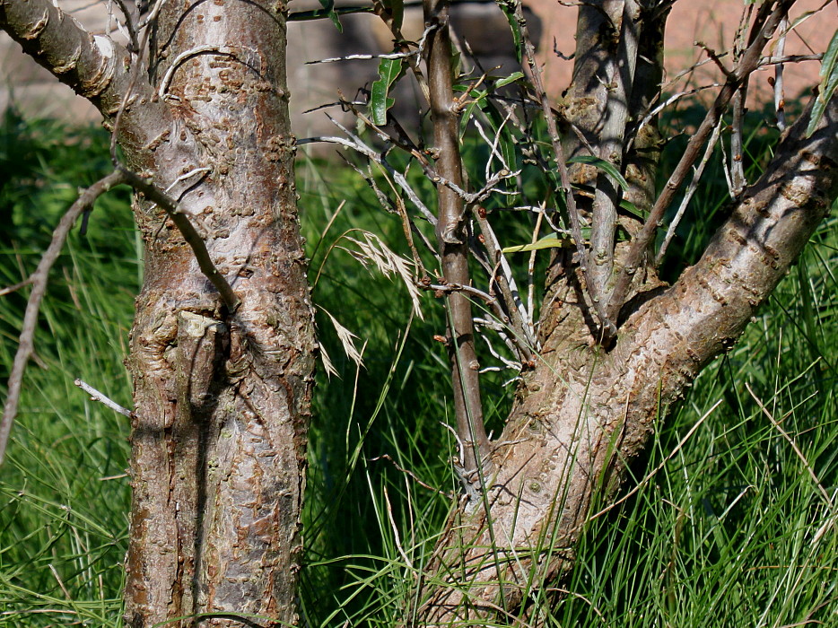 Image of Hippophae rhamnoides specimen.