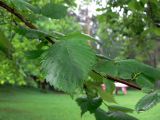 Ulmus laevis. Часть ветви. Свердловская область, окрестности г. Верхняя Пышма, с. Мостовское, в озеленении. 11.06.2012.