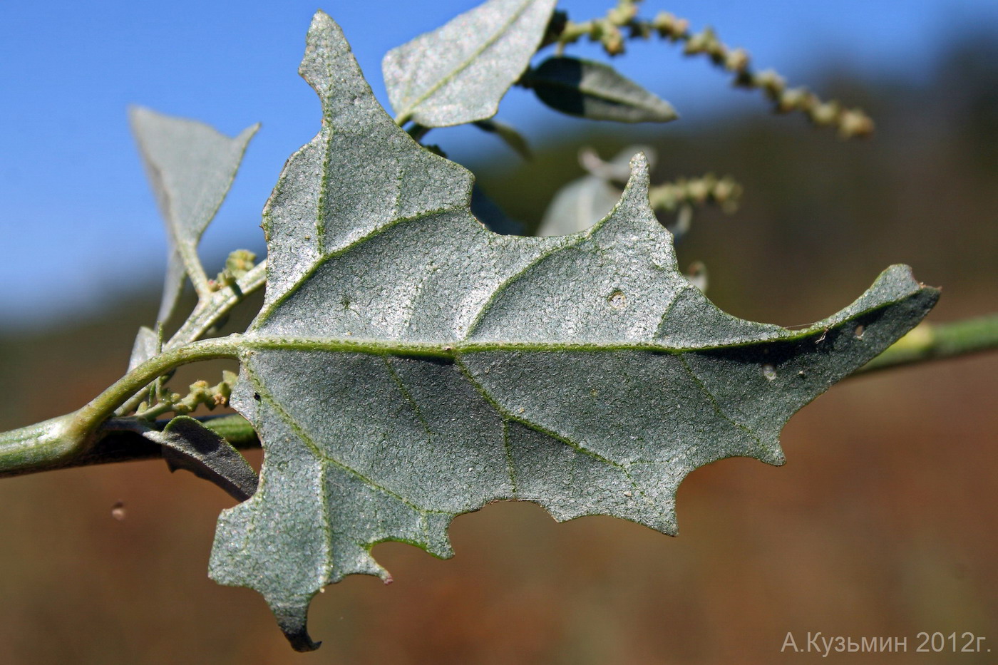 Image of Atriplex sagittata specimen.
