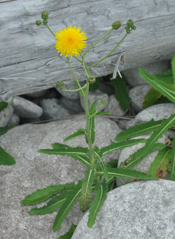 Изображение особи Sonchus arvensis ssp. uliginosus.