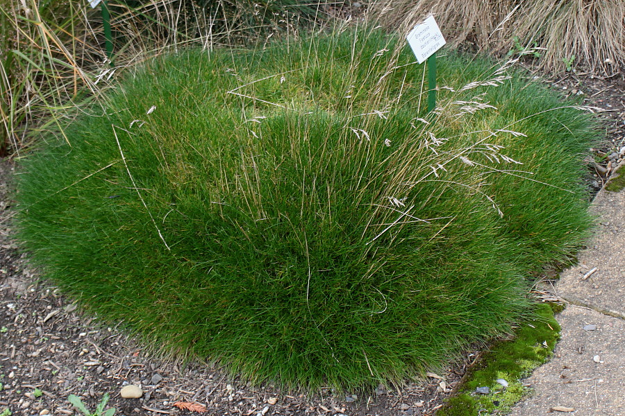 Image of Festuca gautieri specimen.