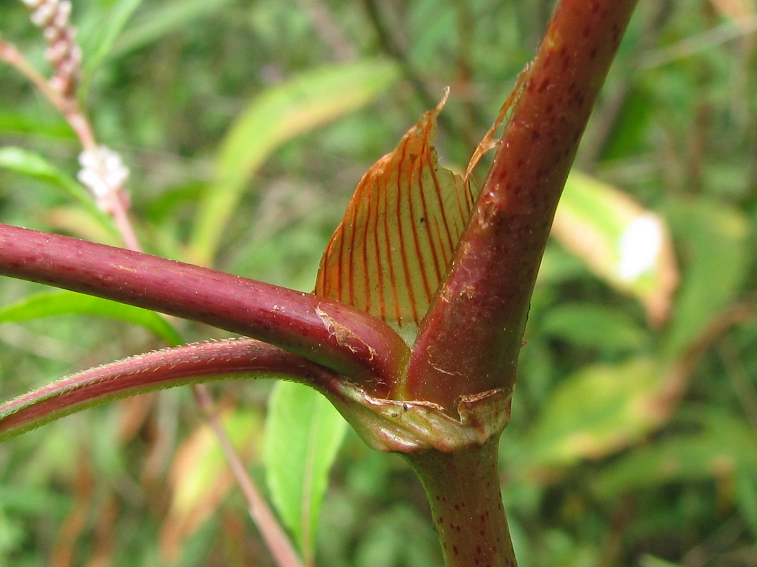 Изображение особи Persicaria lapathifolia.