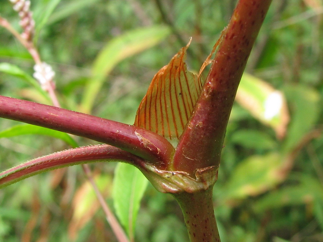 Изображение особи Persicaria lapathifolia.