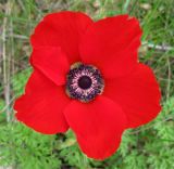 Anemone coronaria. Цветок. Израиль, Северный Негев, лес Лаав. 05.02.2013.