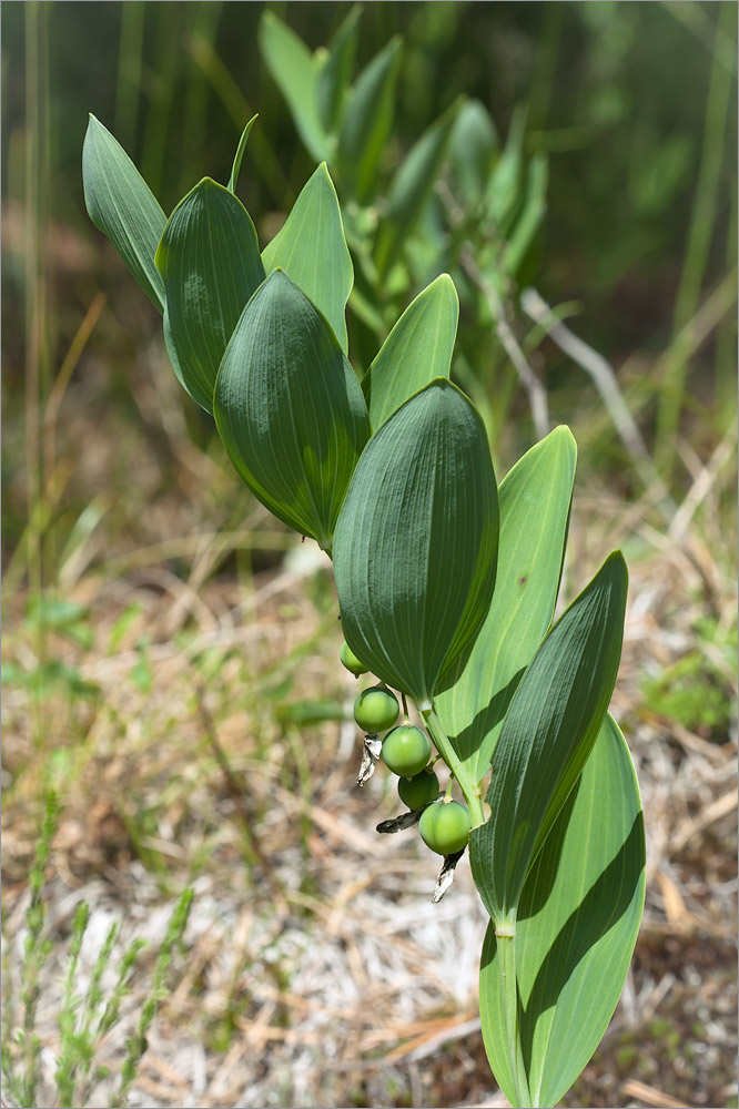 Image of Polygonatum odoratum specimen.