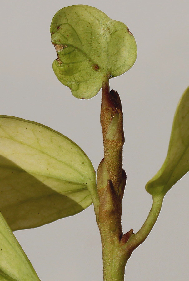 Изображение особи Hedera colchica.