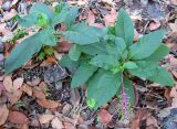 Phytolacca americana