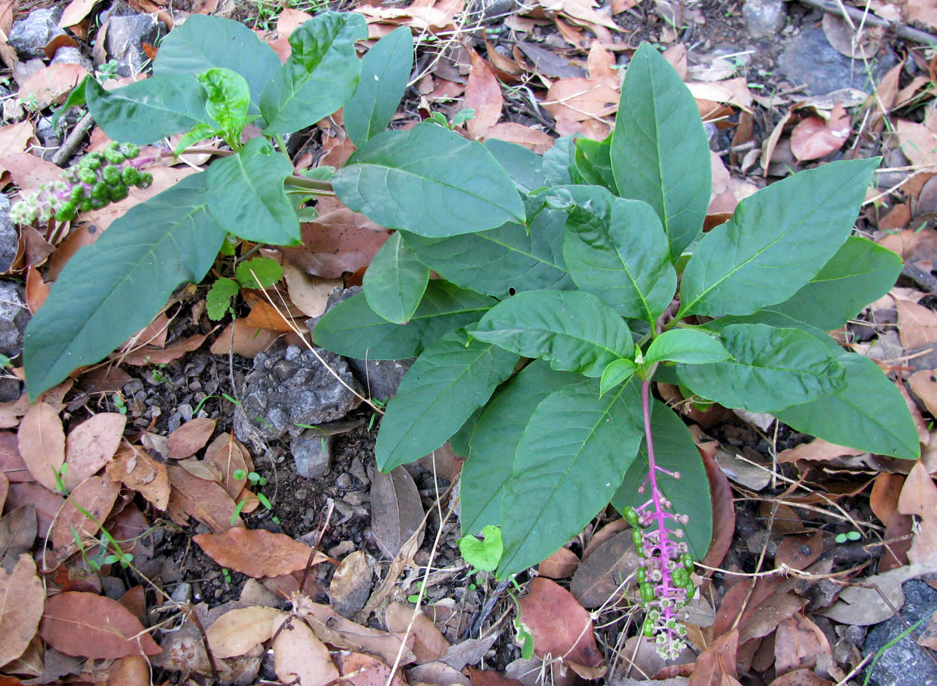 Изображение особи Phytolacca americana.