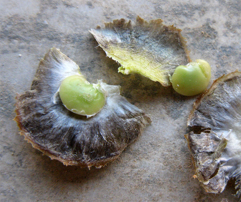 Image of Hymenocarpos circinnatus specimen.
