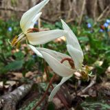 Erythronium caucasicum