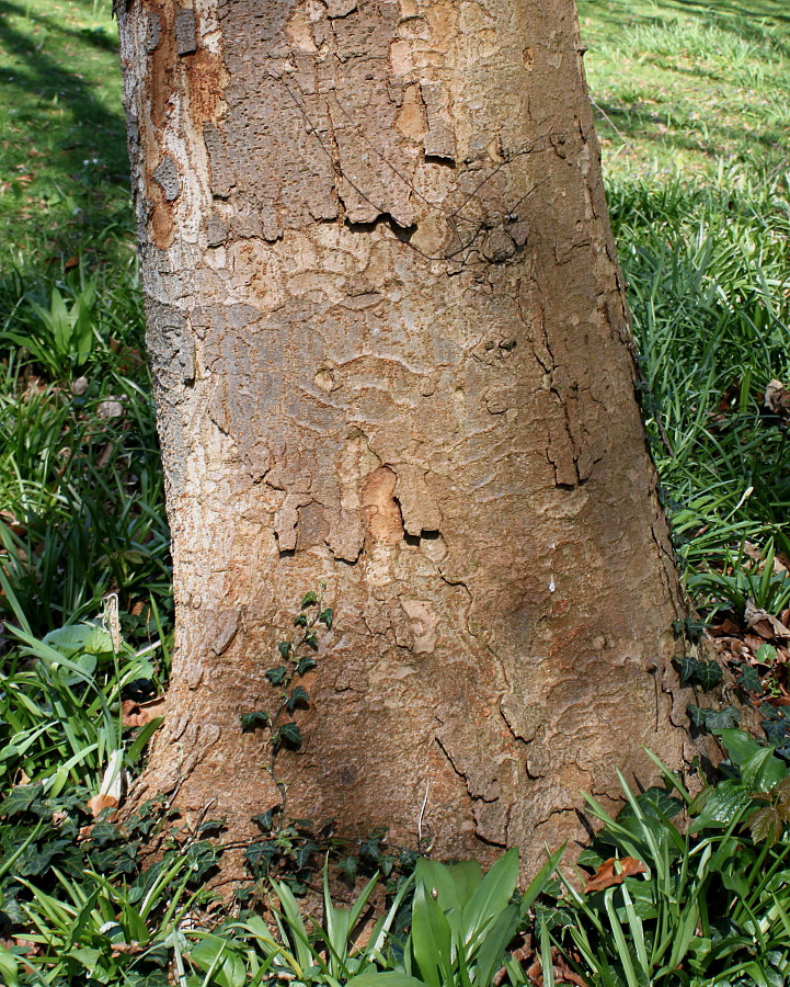 Image of Zelkova serrata specimen.