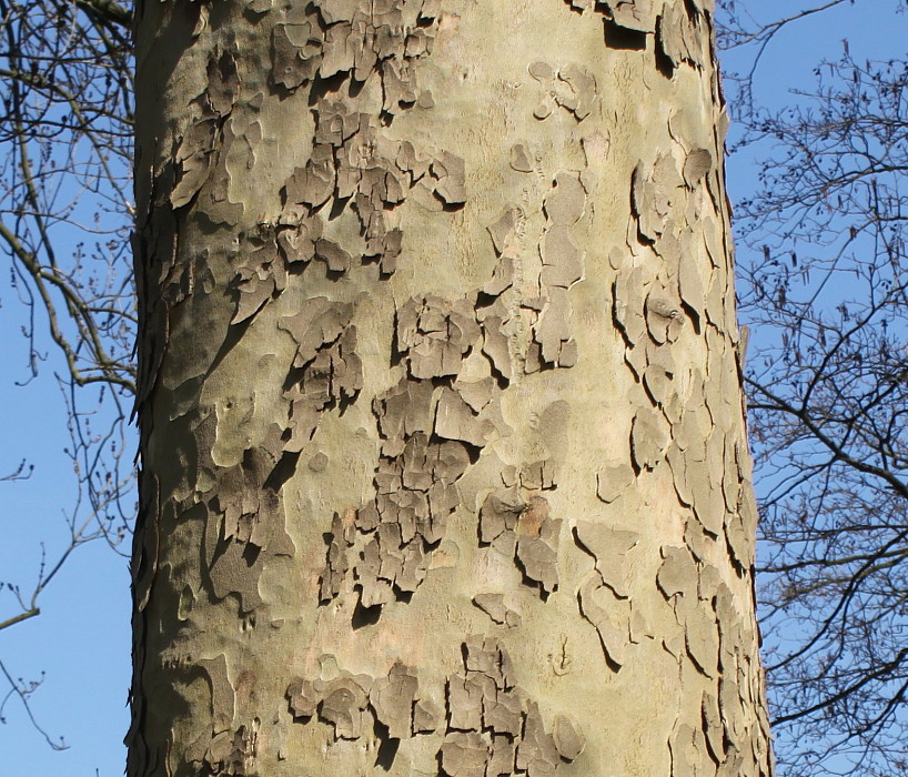 Изображение особи Platanus orientalis.