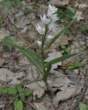 Cephalanthera longifolia