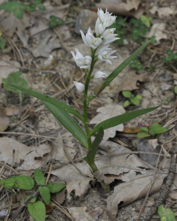 Image of Cephalanthera longifolia specimen.