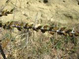 Hippophae rhamnoides