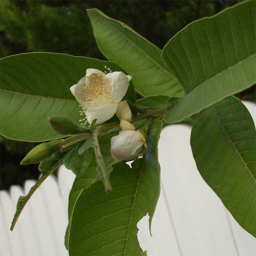 Изображение особи Psidium guajava.