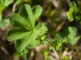 Alchemilla glabricaulis. Соцветие и пластинка листа. Мурманская обл., Североморский р-н, окр. пос. Росляково. 07.06.2013.