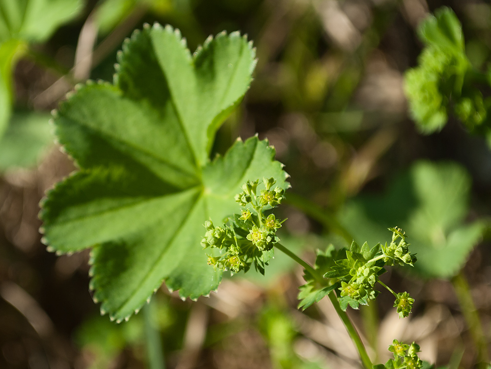 Изображение особи Alchemilla glabricaulis.