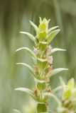 Ajuga laxmannii