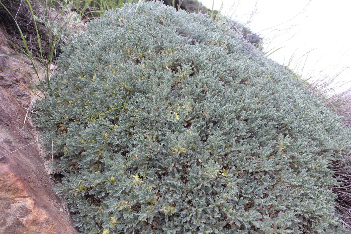 Image of Astragalus aureus specimen.