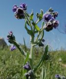 Cynoglossum creticum