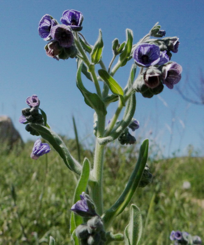 Изображение особи Cynoglossum creticum.