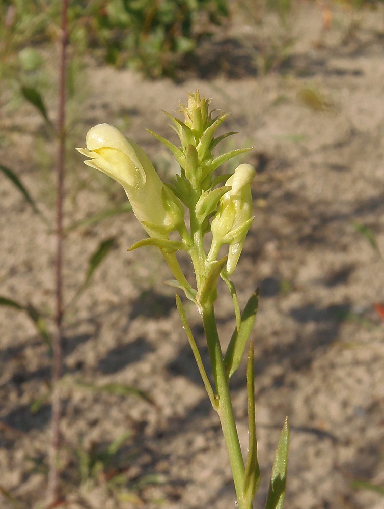 Image of Linaria biebersteinii specimen.