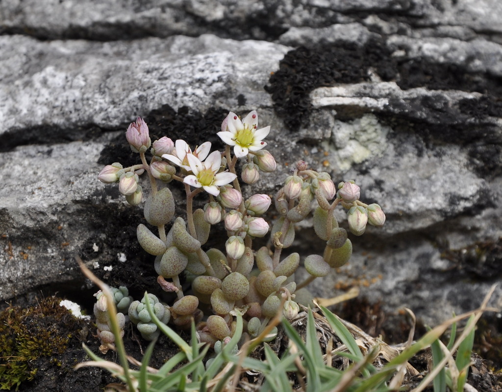 Изображение особи Sedum dasyphyllum.