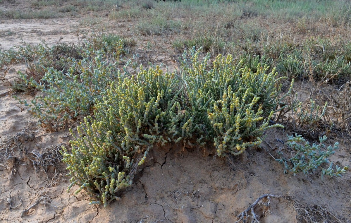 Image of Anabasis salsa specimen.