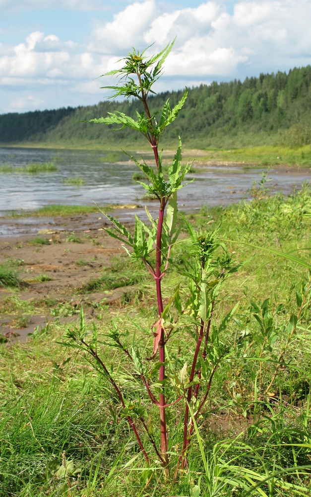 Image of Bidens radiata specimen.