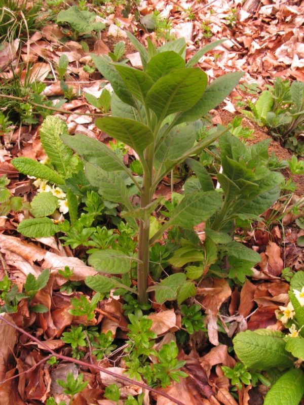 Image of Atropa bella-donna specimen.