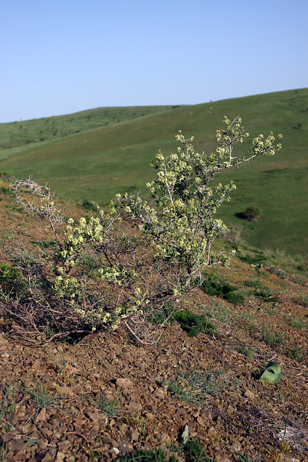 Изображение особи Atraphaxis pyrifolia.