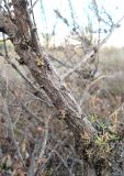 Salsola laricina. Основание ветви. Крым, окр. Феодосии, Армутлукская долина, галофитная степь в понижении рельефа. 10 сентября. 2013 г.