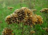 Achillea millefolium