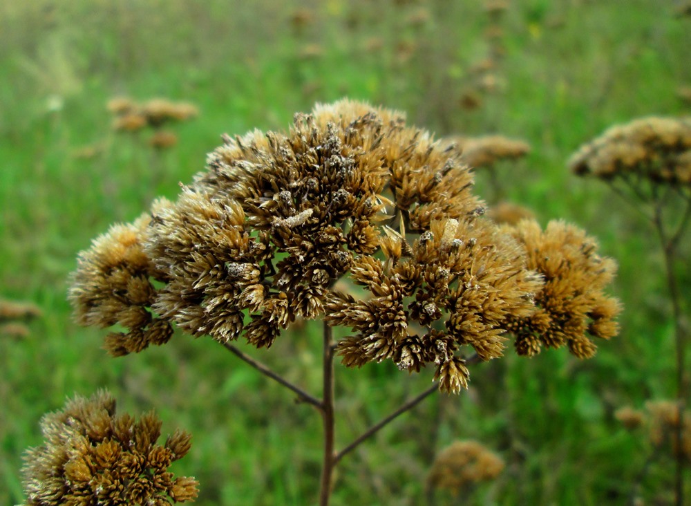 Изображение особи Achillea millefolium.