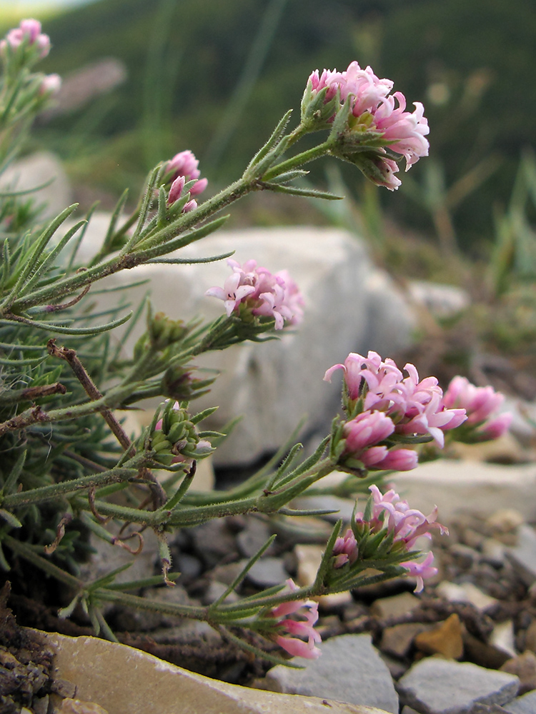 Image of genus Asperula specimen.