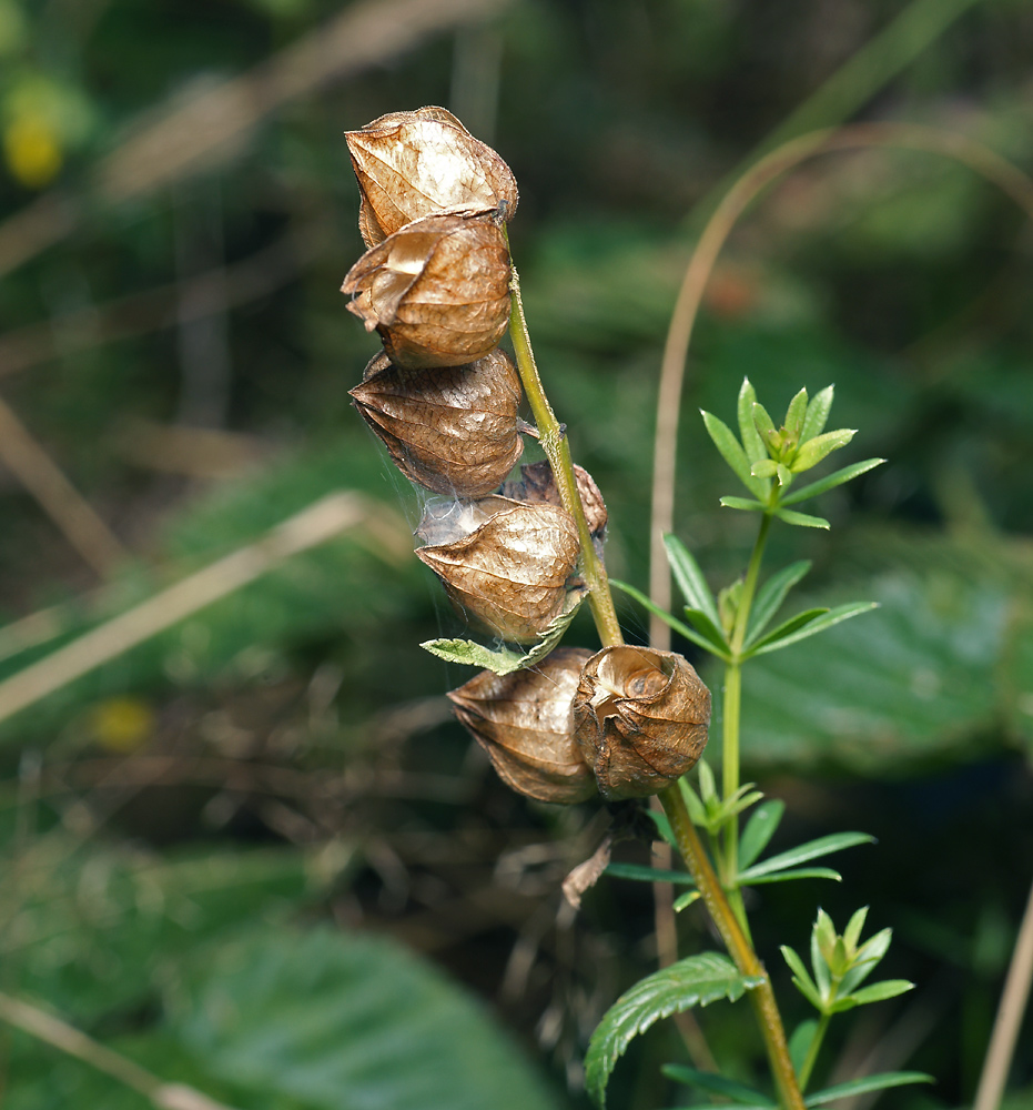 Изображение особи Rhinanthus aestivalis.